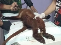 Lutung Merah Ditemukan Sekarat di Jalan Sampit-Palangka Raya Akhirnya Mati
