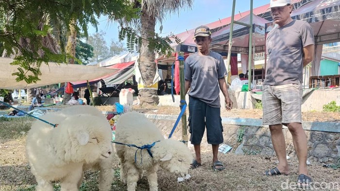 Melihat kontes adu bobot domba di Lumajang