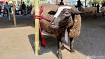 Kontes Adu Bobot Domba di Lumajang