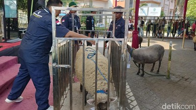 Kontes Adu Bobot Domba di Lumajang