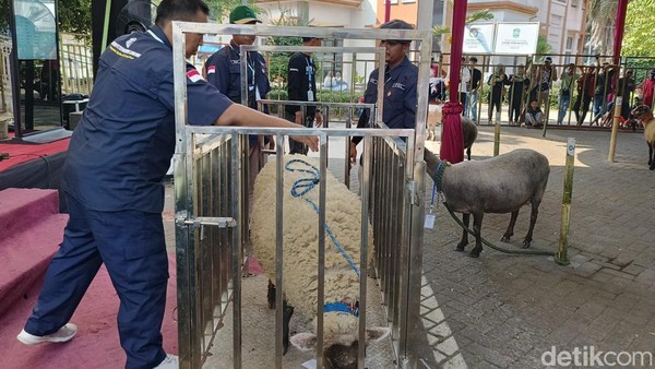 Kontes Adu Bobot Domba di Lumajang
