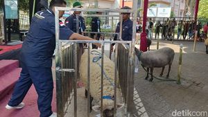 Kontes Adu Bobot Domba di Lumajang