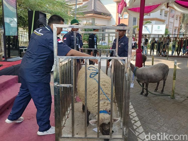 Kontes Adu Bobot Domba di Lumajang
