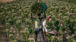 Panen Tembakau Nganjuk, Jawa Timur Jadi Sentra Produksi Tertinggi Nasional