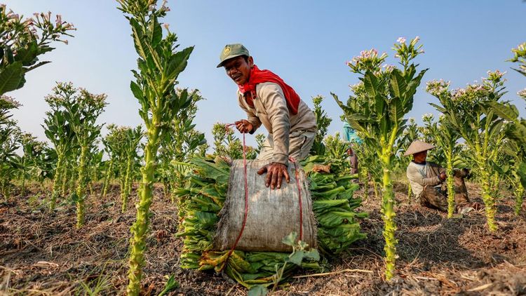 Panen Tembakau Nganjuk, Jawa Timur Jadi Sentra Produksi Tertinggi Nasional