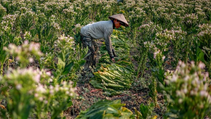 Petani memanen tembakau di Ngringin, Nganjuk, Jawa Timur, Senin (28/9/2026). Badan Pusat Statistik mencatat produksi tembakau di Jawa Timur tertinggi nasional yang mencapai 148,77 ribu ton dengan luas panen sekitar 125,54 ribu hektare pada tahun 2025 atau sekitar 46,22 persen dari total produksi tembakau nasional sebesar 321,90 ribu ton. ANTARA FOTO/Muhammad Mada/agr