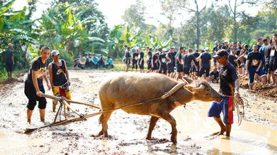 Potret Siswa SMA Labschool Kebayoran Belajar di Desa: Bajak Sawah-Pentas Budaya