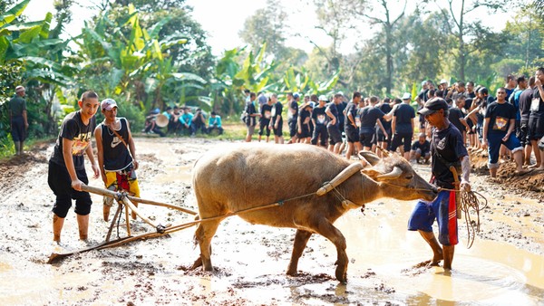 Potret Siswa SMA Labschool Kebayoran Belajar di Desa: Bajak Sawah-Pentas Budaya