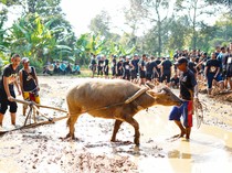 Potret Siswa SMA Labschool Kebayoran Belajar di Desa: Bajak Sawah-Pentas Budaya