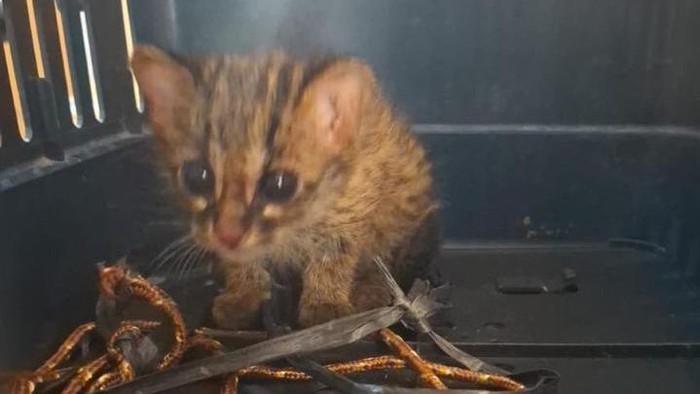 Anak kucing kuwuk ditemukan dikawasan lahan bekas terbakar di Ogan Ilir Anak kucing kuwuk ditemukan dikawasan lahan bekas terbakar di Ogan Ilir