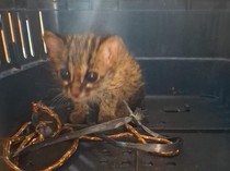 Anak Kucing Kuwuk Ditemukan Tanpa Induknya di Lahan Terbakar Ogan Ilir