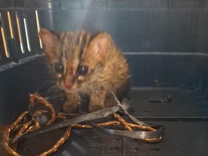 Anak Kucing Kuwuk Ditemukan Tanpa Induknya di Lahan Terbakar Ogan Ilir