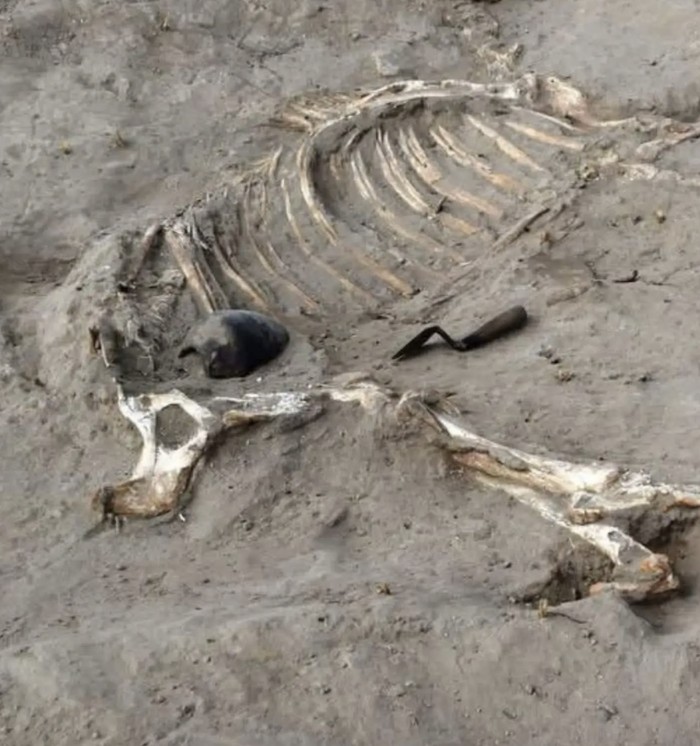 Artefak militer era Mesir kuno era Firaun Ramses II dan Merneptah