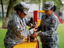 Comando, Chihuahua Kecil yang Jadi Bagian dari Tentara Meksiko