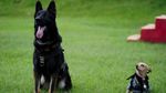 Comando, Chihuahua Kecil yang Jadi Bagian dari Tentara Meksiko
