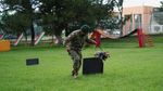 Comando, Chihuahua Kecil yang Jadi Bagian dari Tentara Meksiko