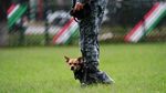 Comando, Chihuahua Kecil yang Jadi Bagian dari Tentara Meksiko