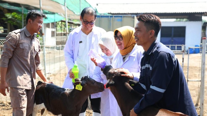 Anggota Komisi IV DPR Fraksi Partai Gerindra, Endang Setyawati Thohari, melakukan kunjungan kerja ke Koperasi Usaha Tani Ternak (KUTT) Suka Makmur, Pasuruan, Jawa Timur, Rabu (30/9/2026).
