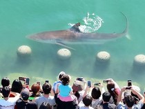 Video: Hiu 3,5 Meter di Kanal Busan Belum Mau Kembali ke Laut Lepas