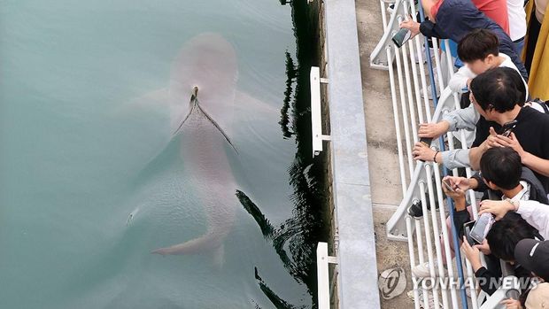 Hiu 3,5 Meter Nyasar ke Kanal Kota Hiu 3,5 Meter Nyasar ke Kanal Kota