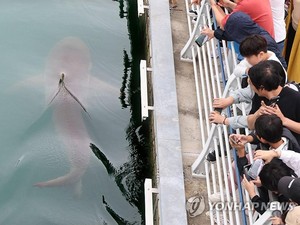 Hiu Nyasar di Kanal Buatan Mendadak Jadi Influencer