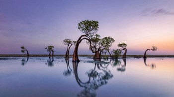 Foto ini dapat pujian untuk kategori Landscape. Gambar ini menangkap keindahan menakjubkan Pantai Walakiri di Sumba, di mana lanskap alam menjadi hidup dengan kontras yang mencolok. Garis pantai membentang dengan pasir keemasan yang lembut bertemu dengan air biru yang tenang, sementara siluet unik pohon bakau menjulang anggun dari tepi pantai. Foto: Mohammed Muhtasib