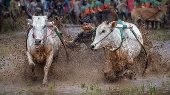 Foto ini mendapat pujian kategori Travel. Di Indonesia, di sebuah festival pacuan sapi tradisional di Sumatera Barat, saya mengambil foto ini untuk mendokumentasikan semangat budaya dan tradisi pedesaan di balik pacuan sapi tersebut, menyoroti hubungan mendalam antara komunitas, tanah, dan warisan budaya. Foto: Mohammed Muhtasib