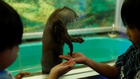 Selain burung hantu, fasilitas tersebut juga merawat sejumlah satwa lain, termasuk berang-berang cakar kecil Asia. Pendapatan dari kegiatan kafe digunakan untuk mendukung perawatan satwa serta kegiatan penyelamatan kucing terlantar. REUTERS/Kim Kyung-Hoon