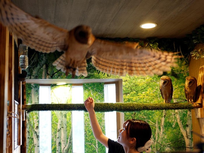 Syaina Nozaki, manager of Owl Otter Cafe, holds food for Asian small-clawed otters at the cafe, which houses rescued animals, in Kamakura, Kanagawa Prefecture, Japan, September 24, 2026. REUTERS/Kim Kyung-Hoon