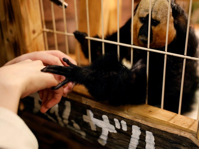 Syaina Nozaki, manager of Owl Otter Cafe, holds food for Asian small-clawed otters at the cafe, which houses rescued animals, in Kamakura, Kanagawa Prefecture, Japan, September 24, 2026. REUTERS/Kim Kyung-Hoon