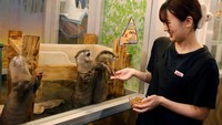 Pengelola Owl Otter Cafe, Syaina Nozaki, terlihat memberi makan otter di dalam fasilitas tersebut. Kafe itu menjadi tempat perawatan bagi satwa yang telah diselamatkan.REUTERS/Kim Kyung-Hoon