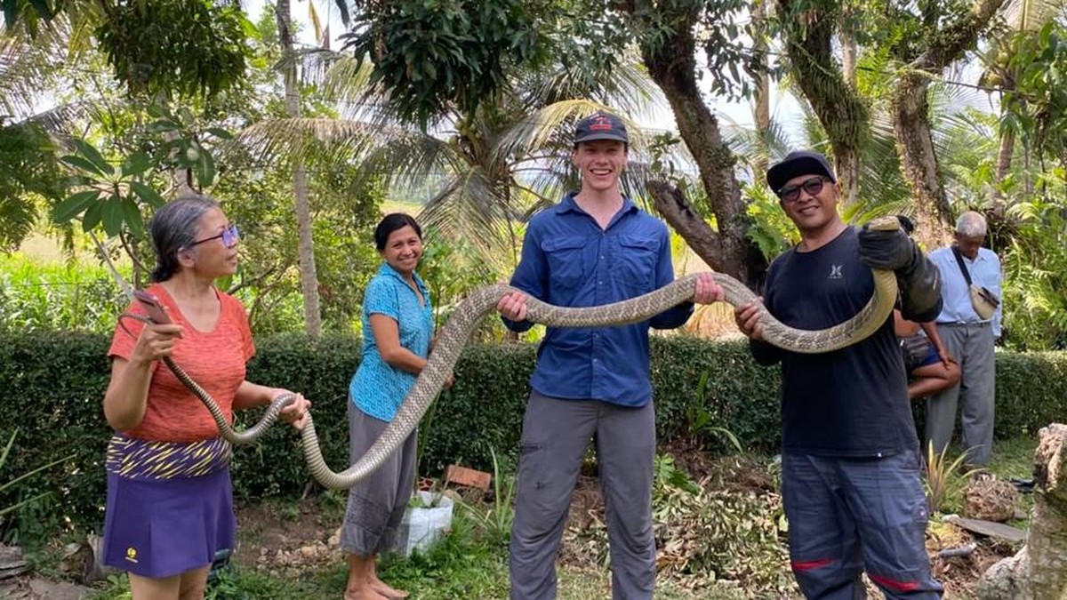 Teror 18 King Cobra di Kabupaten Lumbung Padi