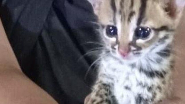 Anak Kucing Hutan Ditemukan di Tengah Lahan Bekas Terbakar di Sampit