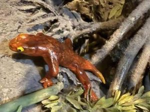 Temuan Spesies Baru Berusia 300 Juta Tahun di Lokasi Ini, Mirip Kadal?