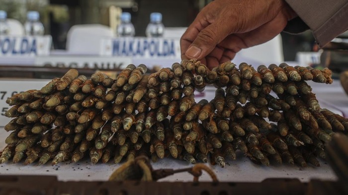 Anggota polisi menyusun senjata api dan amunisi saat rilis penyerahan sukarela senjata api ilegal dari masyarakat di Pendopo Polda Maluku Utara, Sofifi, Maluku Utara, Rabu (30/9/2026). Polda Maluku Utara menerima 32 senjata api, 358 butir amunisi yang terdiri atas 331 butir kaliber 7,56 mm dan 27 butir kaliber 5,56 mm, serta delapan magasin peninggalan konflik sosial di Maluku Utara sekitar tahun 2000 dari warga di tiga wilayah, yakni Kabupaten Pulau Morotai, Halmahera Utara, dan Halmahera Tengah. ANTARAFOTO/Andri Saputra/tom.