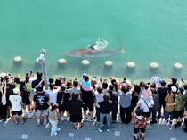 Petugas Berjibaku Kembalikan Hiu Terjebak di Kanal ke Laut