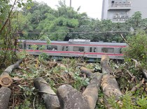 Anker Red Line Ngeluh Stuck 40 Menit gara-gara Pohon Tumbang di Depok