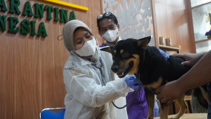 Puluhan anjing dan kucing di Palembang mengikuti vaksinasi