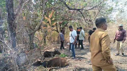 Pemkab Flores Timur mendatangkan 200 ekor sapi dari Kupang.