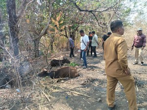 Pemkab Flores Timur Datangkan 200 Sapi dari Kupang, 40 Mati-7 Hilang
