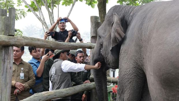 Seekor bayi gajah lahir dari induk Mama Lisa, gajah binaan di Flying Squad Taman Nasional Tesso Nilo (TNTN), Riau. Bayi jantan itu diberi nama Ganesha. (dok Polda Riau)