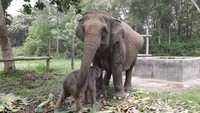 Bayi Gajah Mama Lisa di TNTN Diberi Nama Ganesha