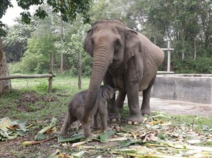 Bayi Gajah Mama Lisa di TNTN Diberi Nama Ganesha