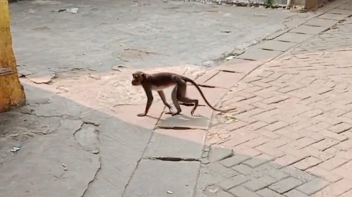 Seekor monyet berkeliaran di permukiman kawasan Serpong, Tangerang Selatan (Tangsel), Banten. Seorang anak kecil terluka akibat dicakar monyet tersebut. (dok Damkar Tangsel)