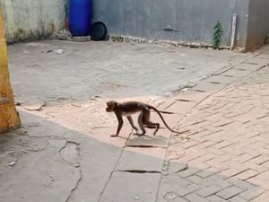 Monyet Ekor Panjang Bikin Resah, Bocah di Serpong Terluka Dicakar