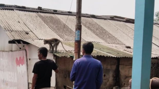 Seekor monyet berkeliaran di permukiman kawasan Serpong, Tangerang Selatan (Tangsel), Banten. Seorang anak kecil terluka akibat dicakar monyet tersebut. (dok Damkar Tangsel)