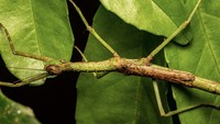 Ini ranting kayu? Bukan, ini Anchiale mabiensis betina. Spesies ini baru ditemukan di hutan hujan Mabi yang terancam punah di Queensland, tepatnya di Dataran Tinggi Atherton. Foto: Braxton R. Jones, dkk via Austral Entomology