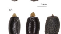 Telur A. mabiensis berwarna cokelat kopi, dan tidak terlalu mengkilap atau memanjang seperti telur spesies terkait. Telur A. robusta memiliki warna cokelat yang lebih gelap. Saat serangga tongkat ini pertama kali bertelur, telurnya sangat mengkilap, tetapi seiring waktu permukaannya menjadi lebih bergelombang dan kusam, sehingga tampak seperti keabu-abuan. Foto: Braxton R. Jones, dkk via Austral Entomology