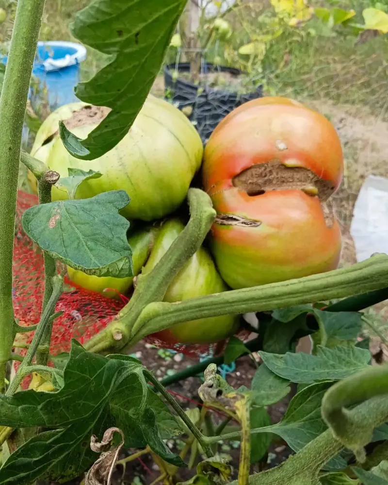 Tomat seberat 3,1 kilogram meraih rekor dunia