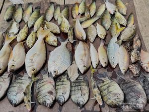Potret Aneka Ikan Unik yang Bisa Dipancing di Laut Jakarta, Nomor 3 Bikin Kaget